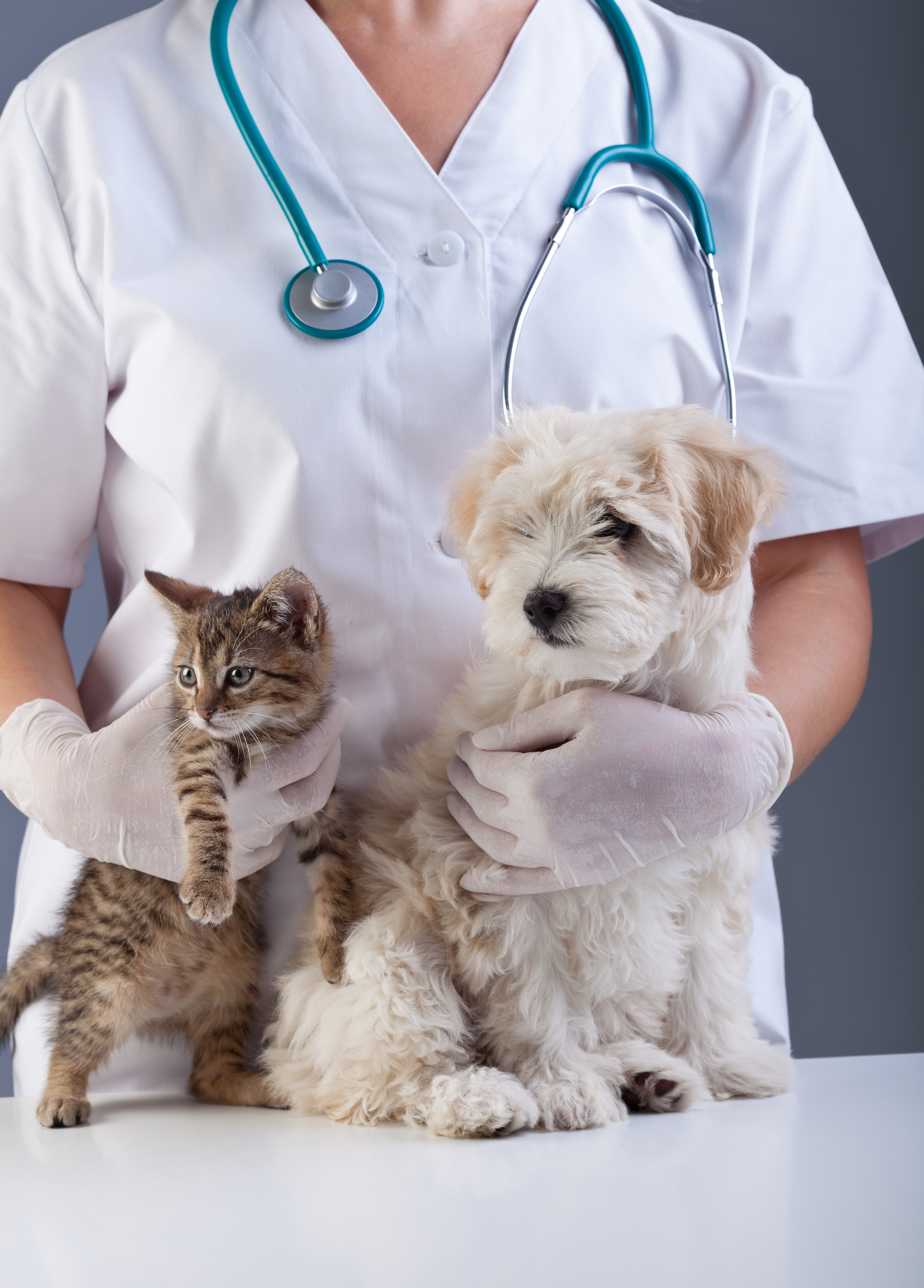 Veterinarian sharing a gentle moment with a dog