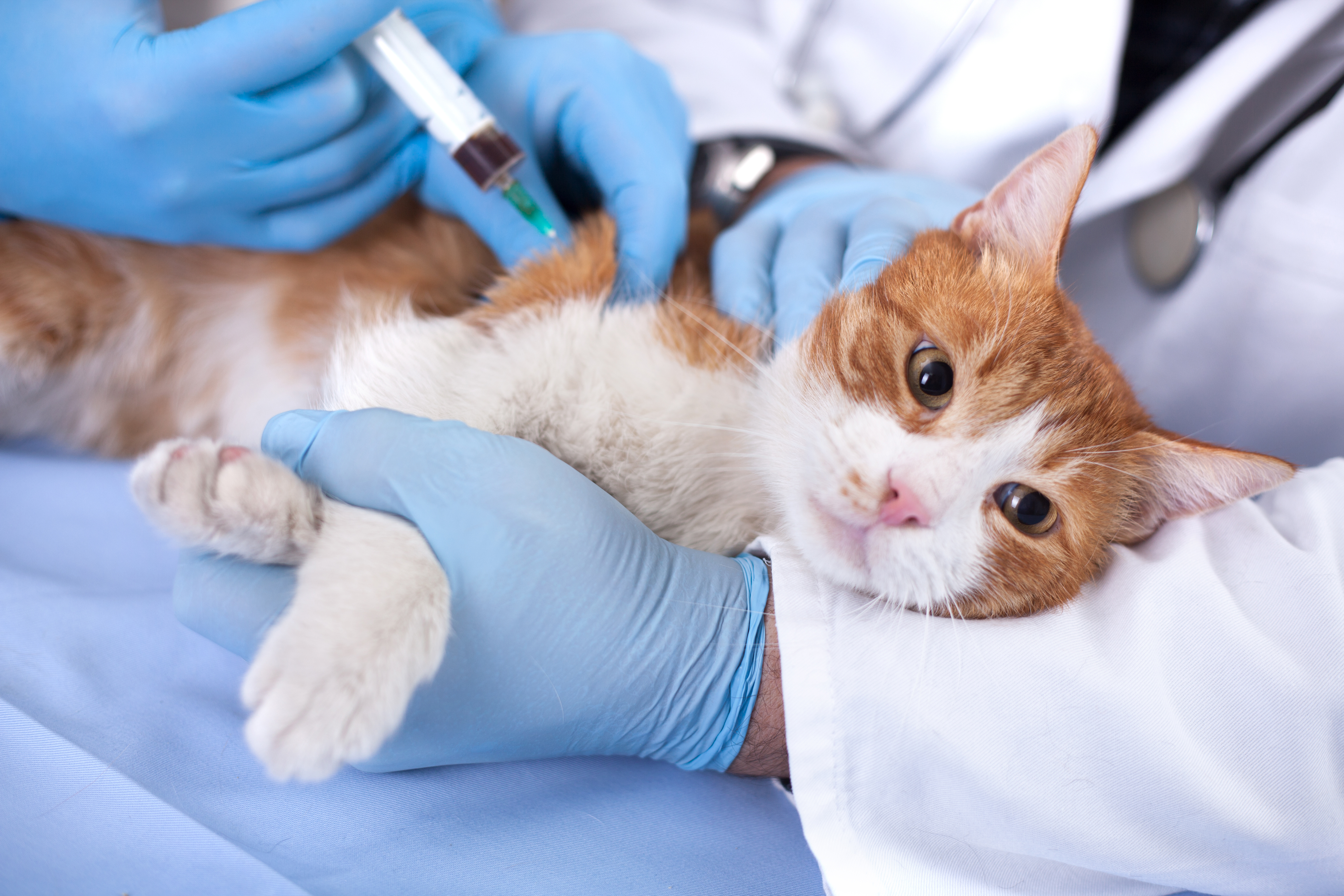 Wellness exams at Kindred Veterinary