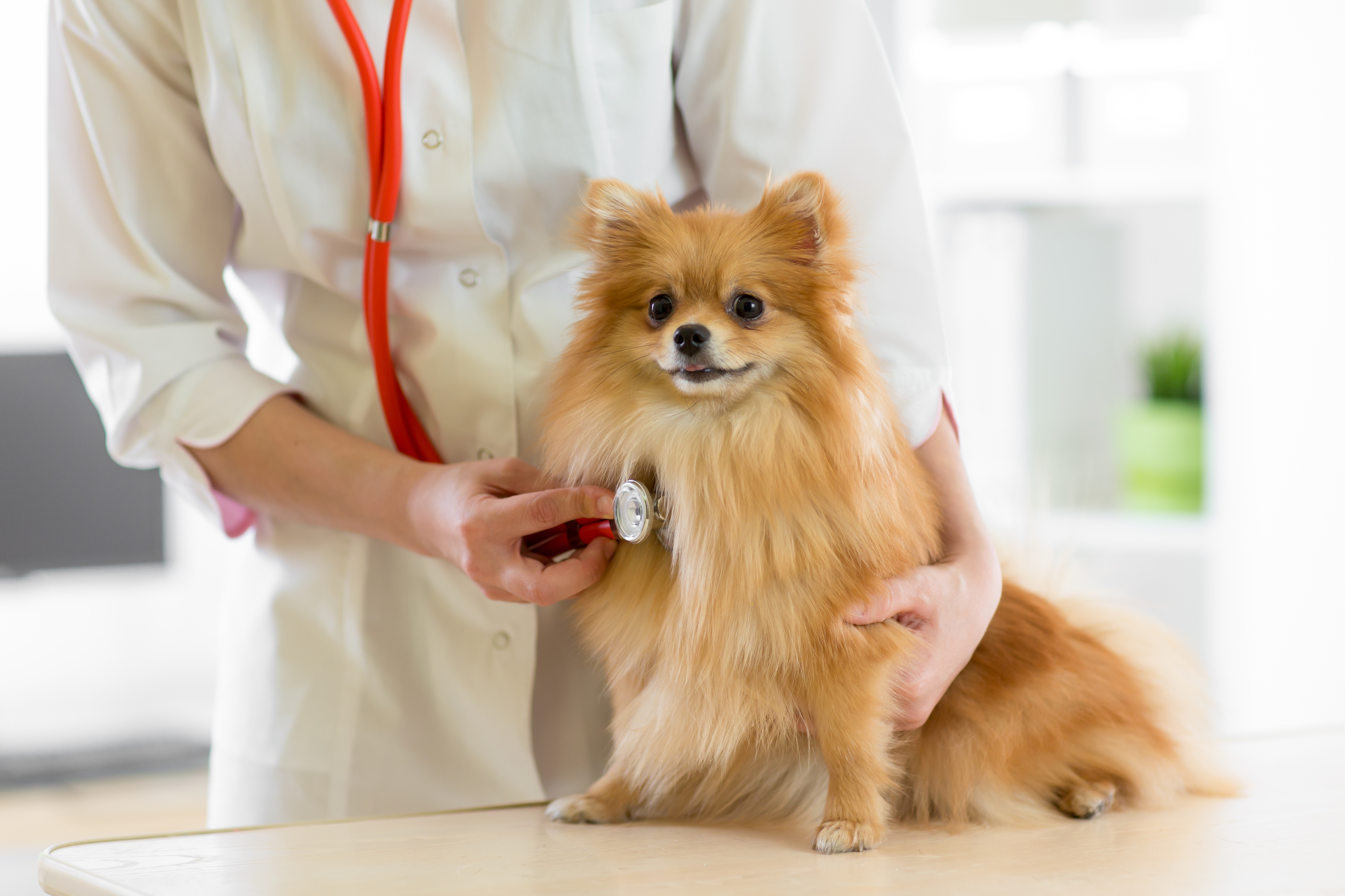 Vaccinations at Kindred Veterinary