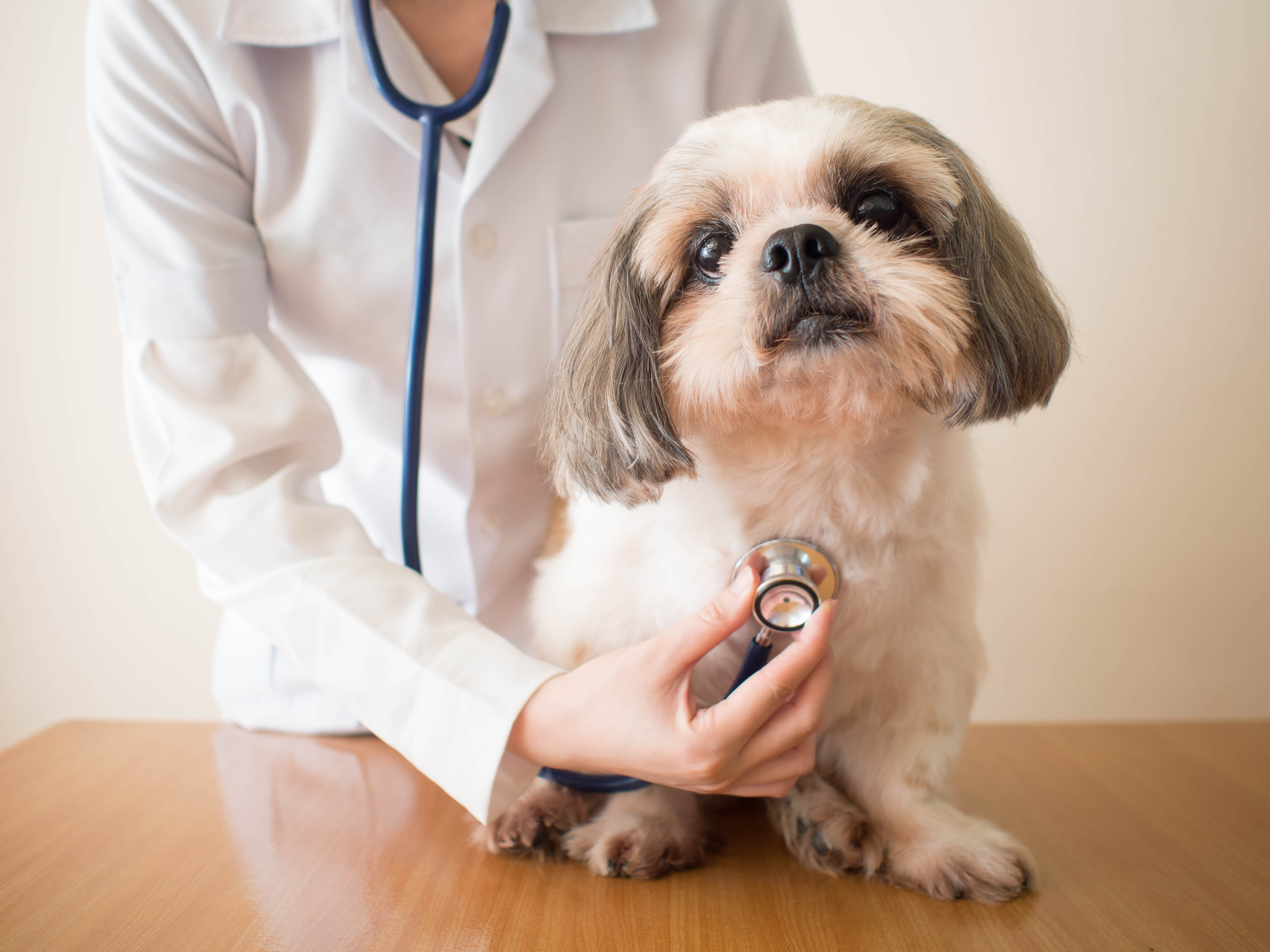 Dental care at Kindred Veterinary