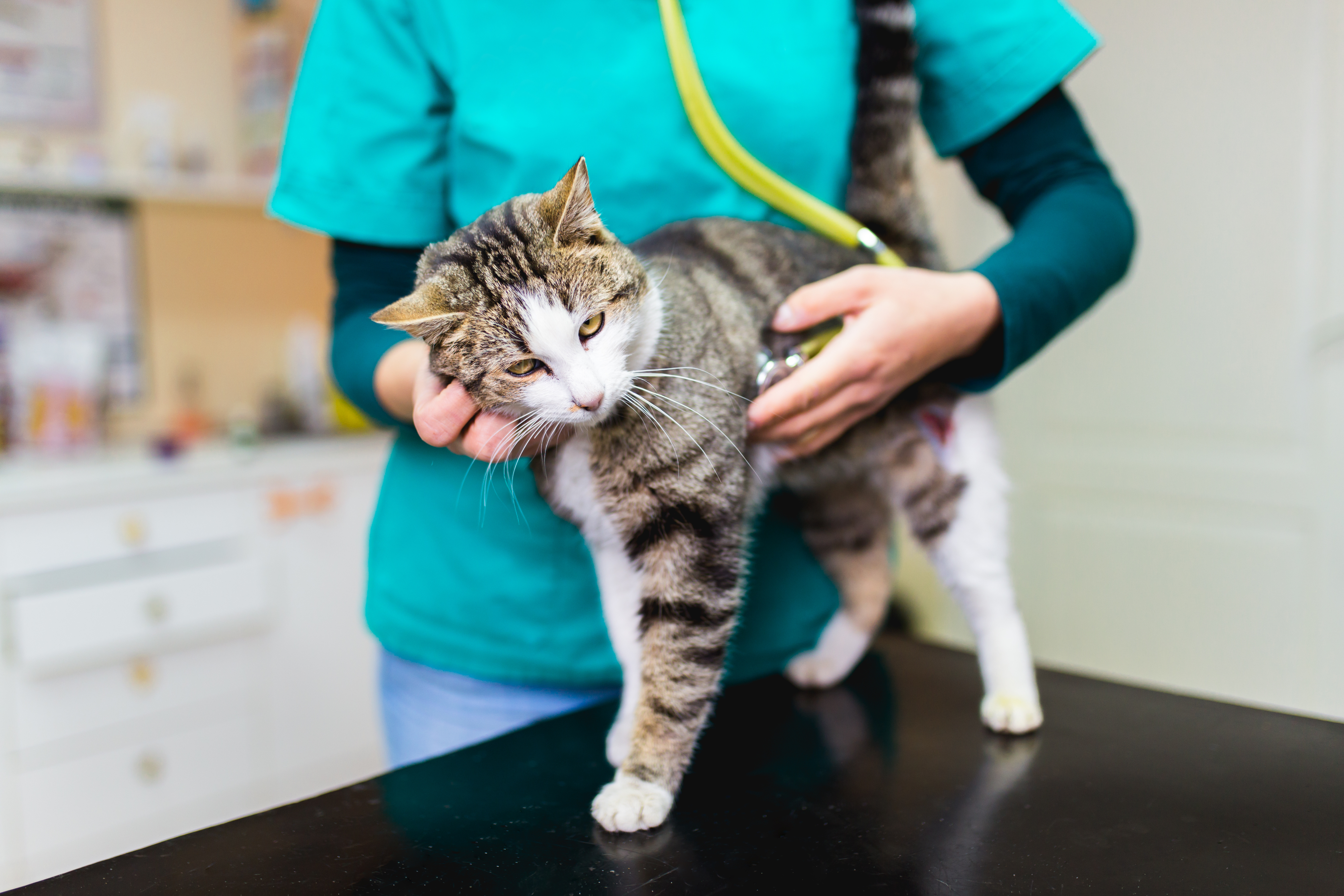 Diagnostics at Kindred Veterinary
