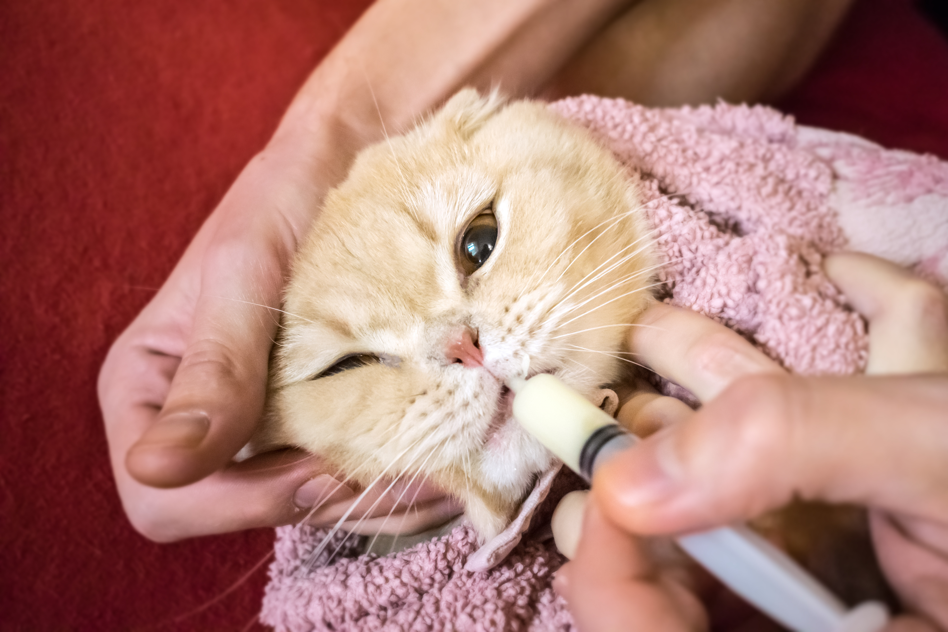 Surgery at Kindred Veterinary