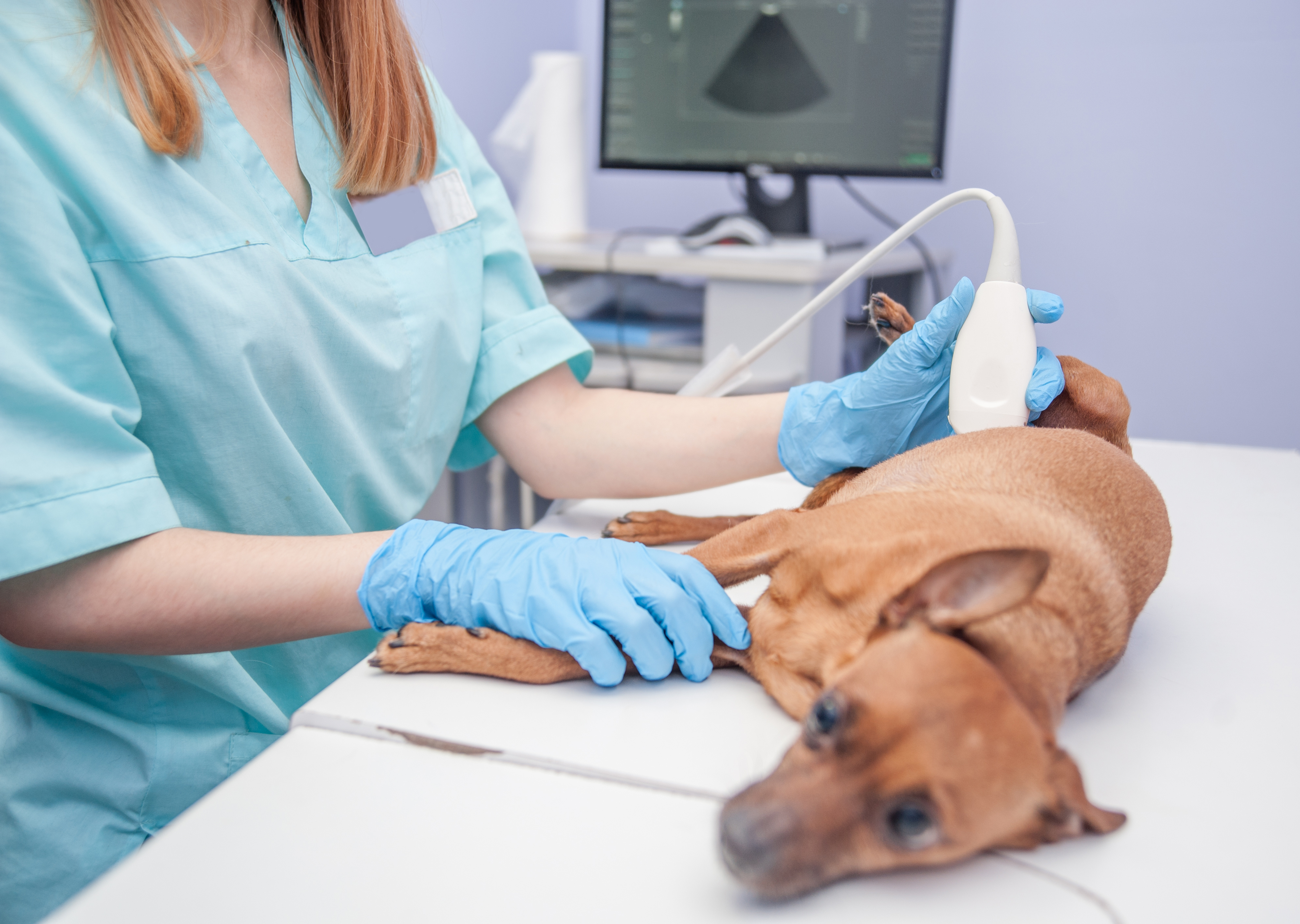 Emergency care at Kindred Veterinary