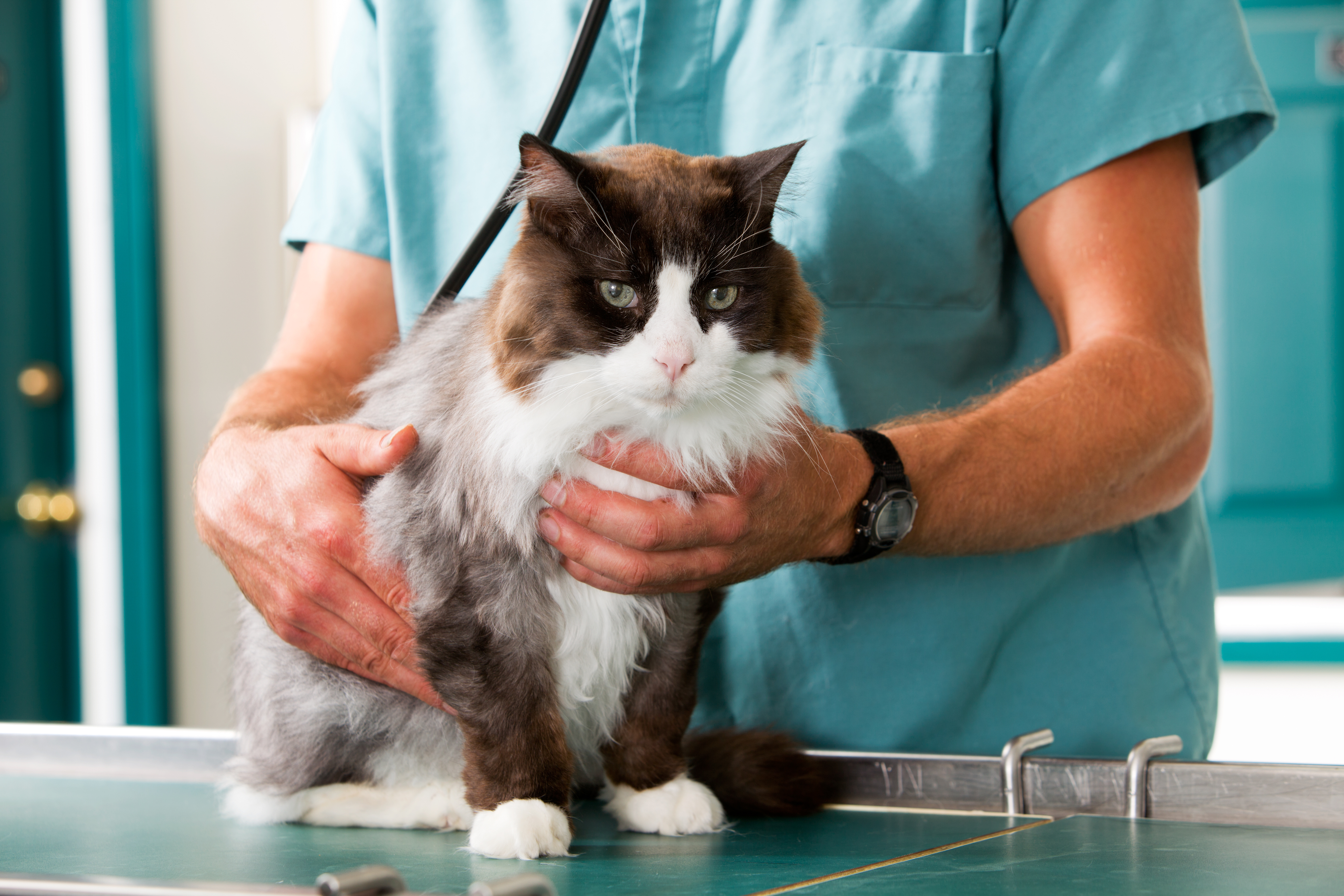Microchipping at Kindred Veterinary
